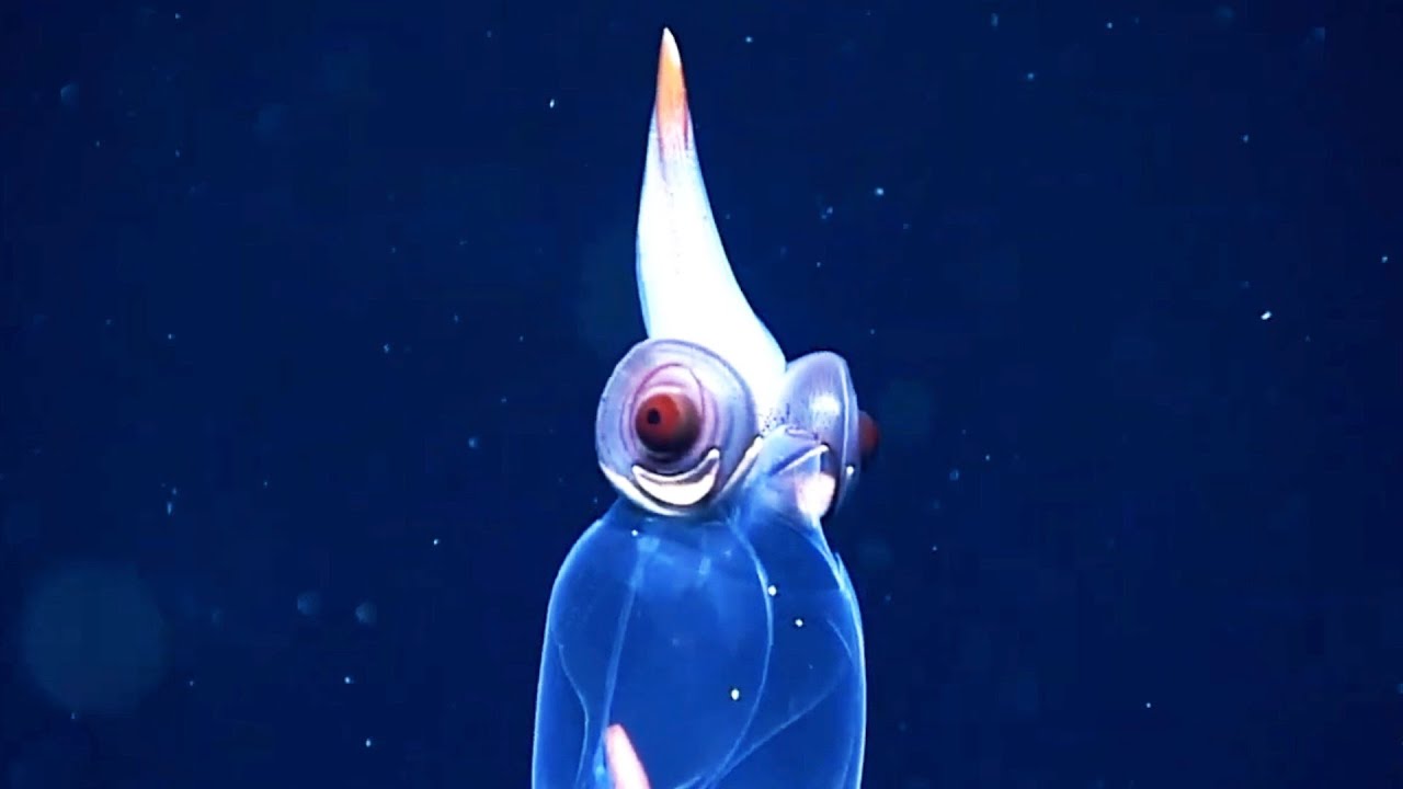 9 Strange Deep Ocean Creatures Found in Alaska - New ROV Encounters 2023