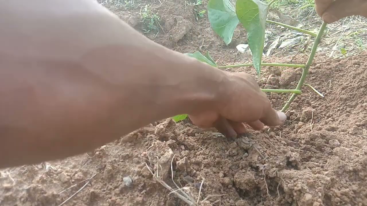 Cara menanam ubi jalar yang benar agar berbuah lebat.