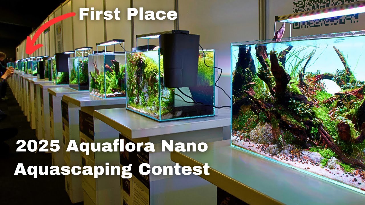 29 AMAZING NANO AQUASCAPES! 2025 Aquaflora Nano Aquascaping Contest