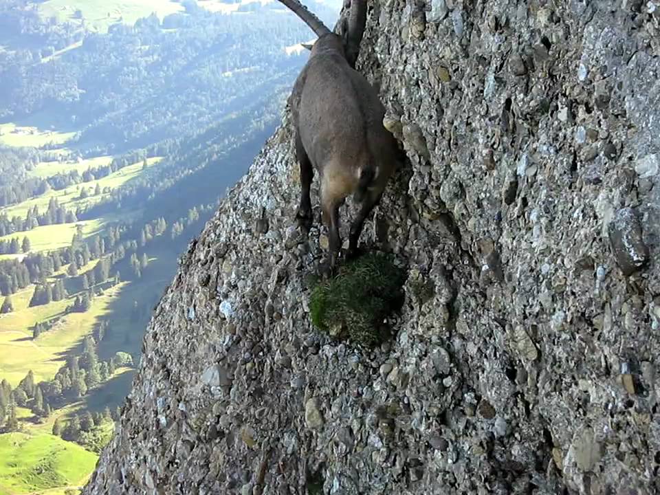 Steinbock auf dem Speer (Kletterweg)