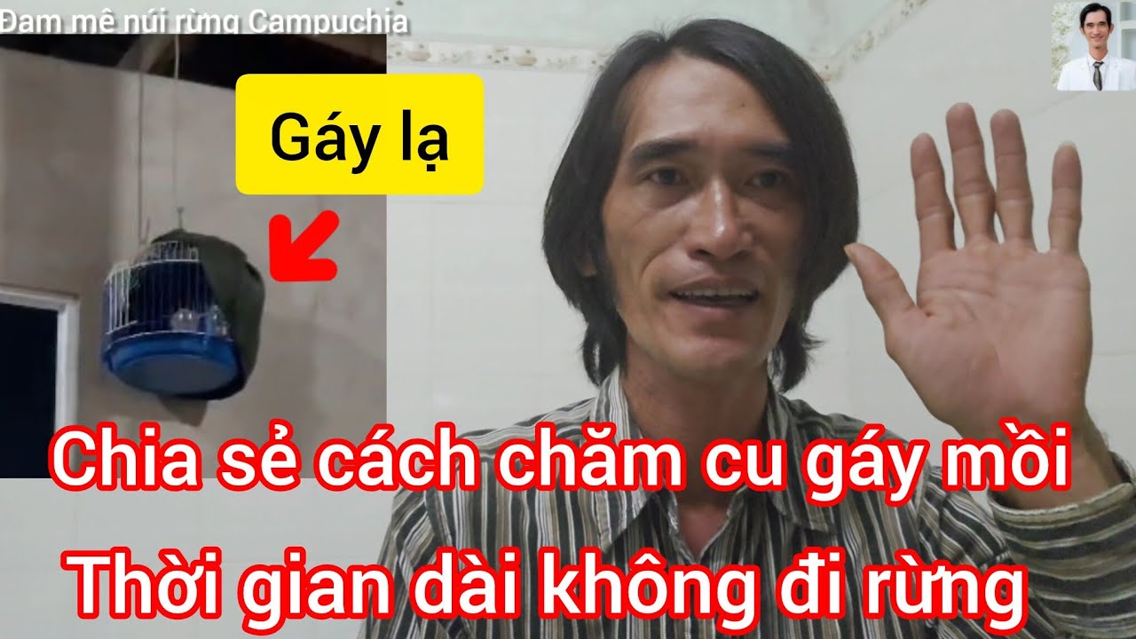 Đam mê núi rừng Campuchia- chia sẻ cách chăm chim cu gáy mồi thời giang dài không đi rừng 