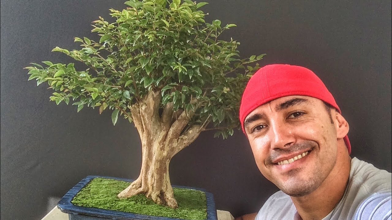 COMO FAZER BONSAI DE JABOTICABEIRA PAULISTA