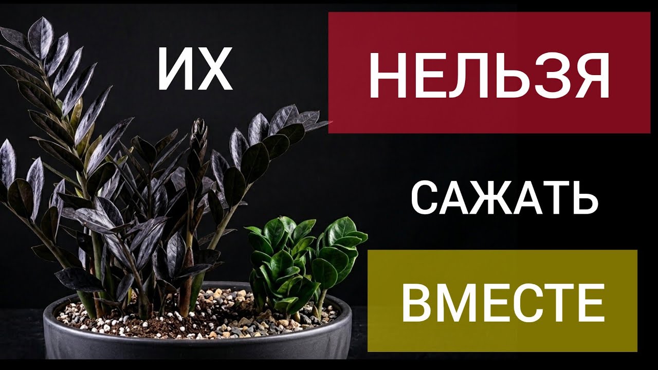 ЭТИ сорта  НЕЛЬЗЯ сажать вместе | С КАКОГО сорта замиокулькаса лучше начать дружбу 