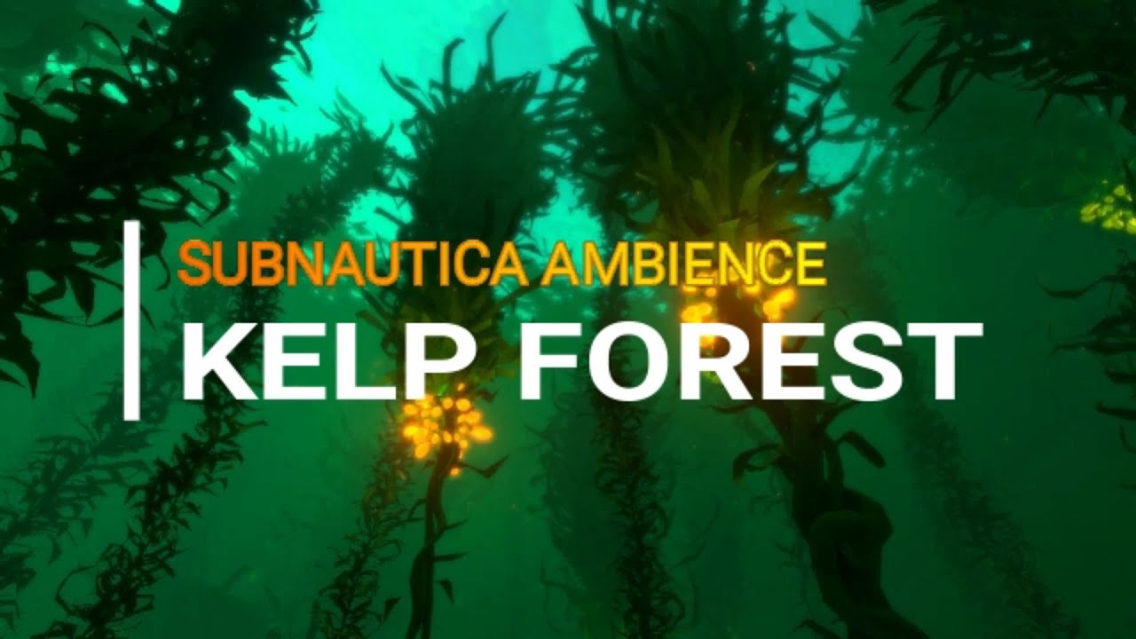 Underwater ASMR Ambience: Kelp Forest