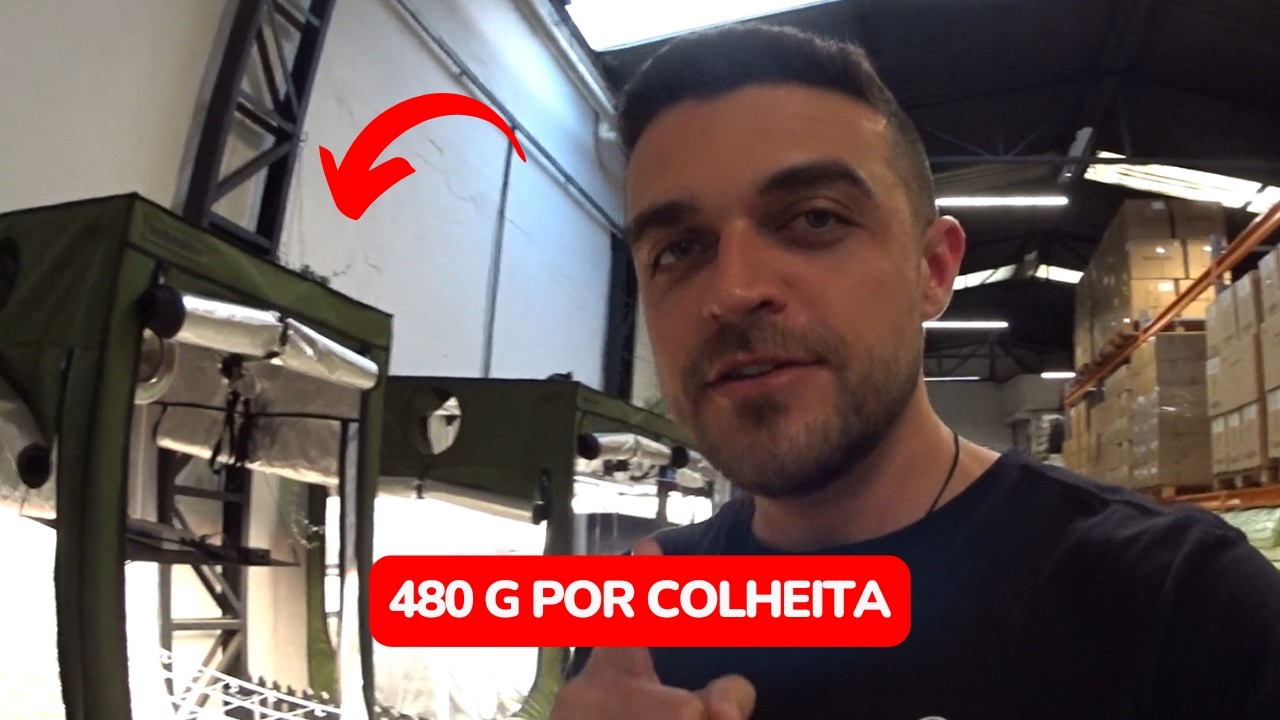 Cultivo indoor que rende 480g por colheita