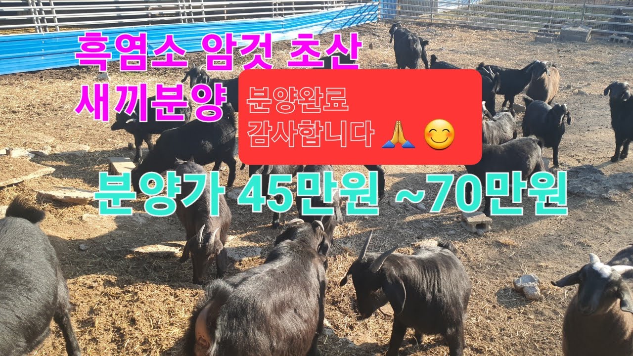 신성티브이 [흑염소분양완료]암것7.8개월부터 초산 투톤암것초산 분양 #흑염소분양 #염소분양 #암것 #투톤 #분양 #신성티브이 #신성 