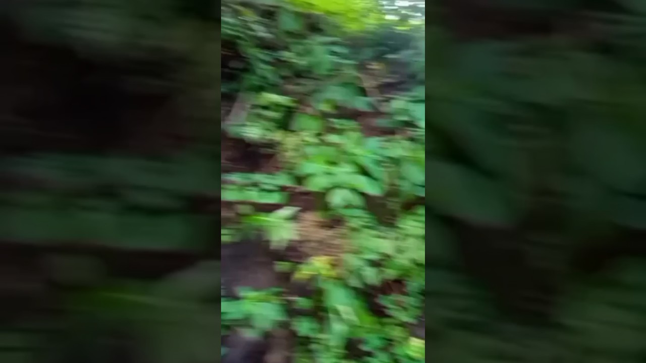 Had to turn back and run through the forest.🏃🏃 #nocopyrightvideochannel