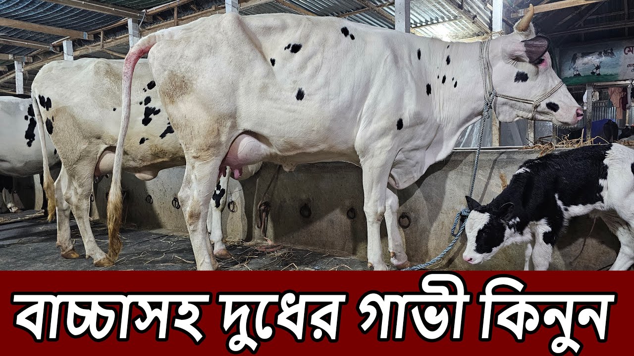 বাচ্চাসহ দুধের গাভী কিনুন । imo/WhatsApp 01327-905499[১৬০০]