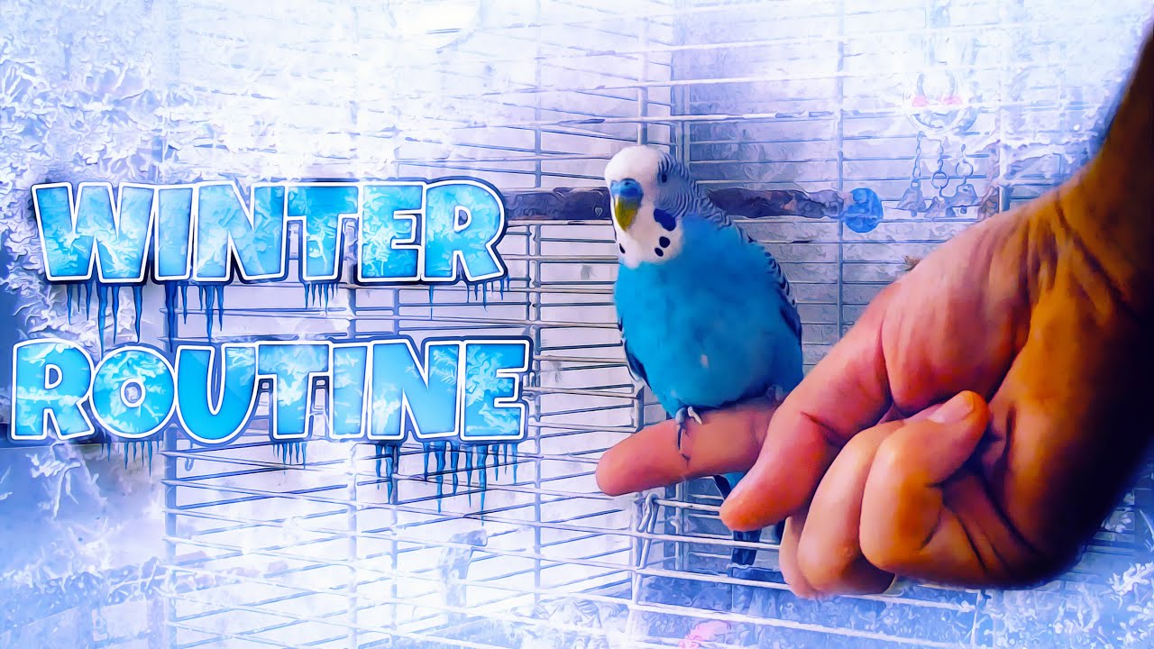 Budgie's Winter Care Routine