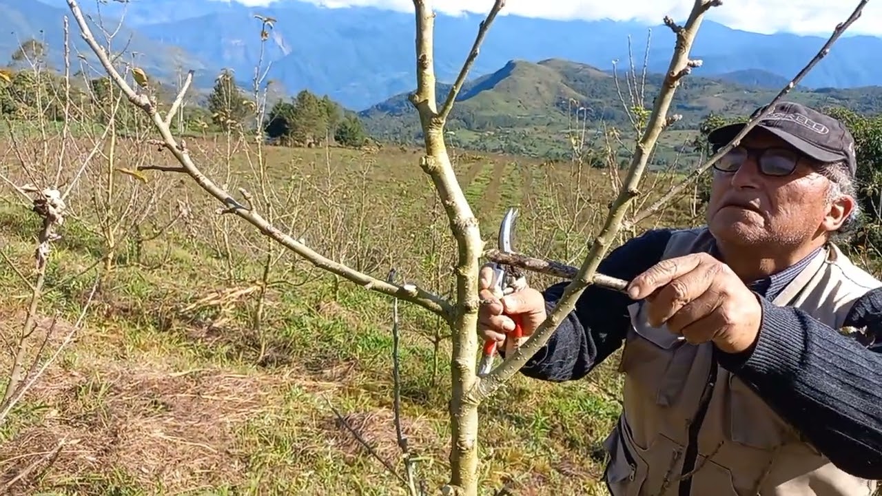 Como PODAR una MANZANA en sistema EJE CENTRAL
