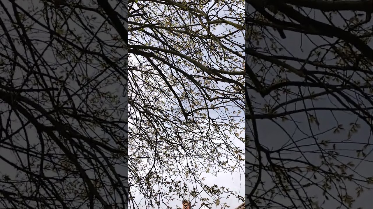 Great tit song in willow tree #nature #birdwatchinguk #birds #spring