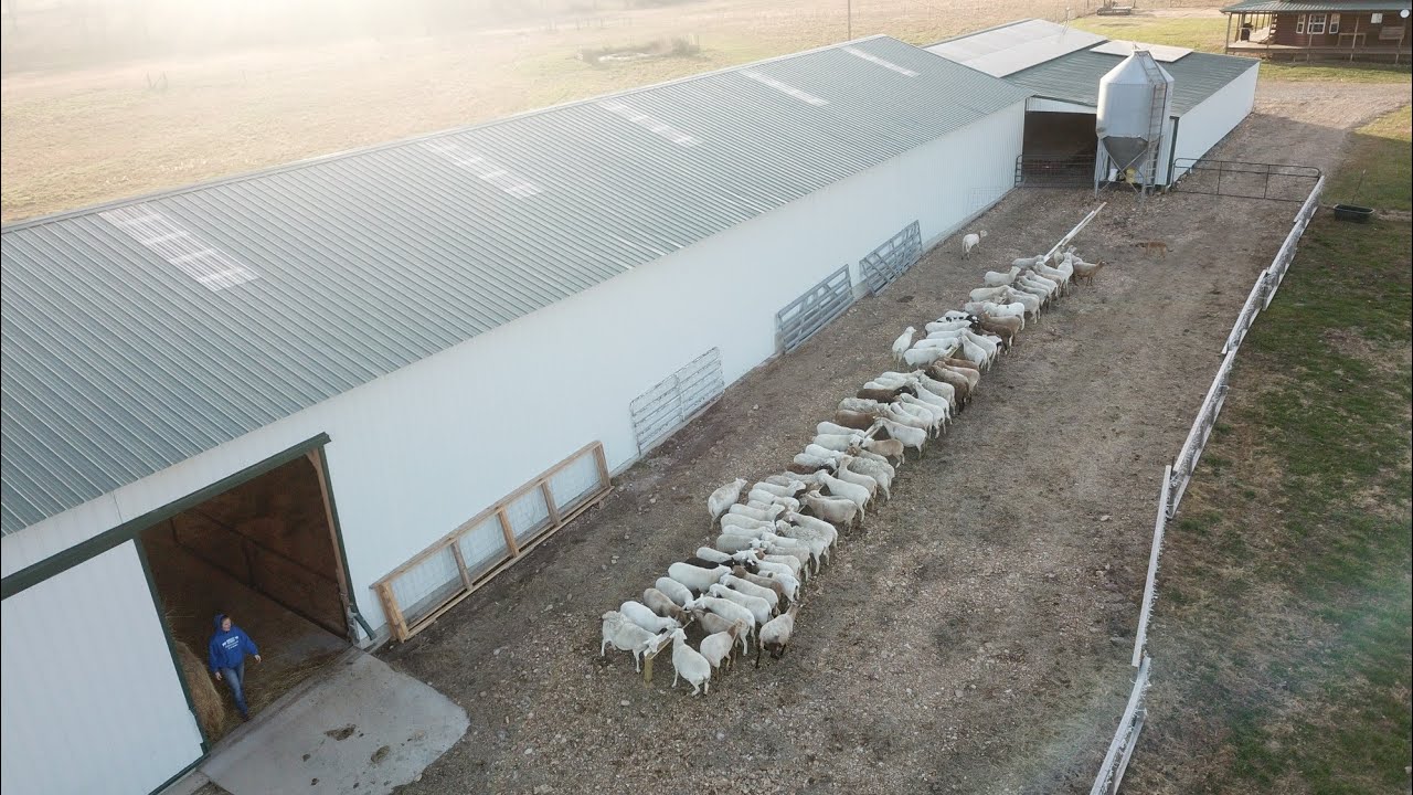 Moving our sheep into their livestock barn for lambing season