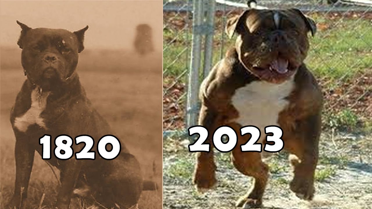 el BULLDOG MÁS TEMIBLE de la ANTIGUEDAD HA VUELTO A LA VIDA
