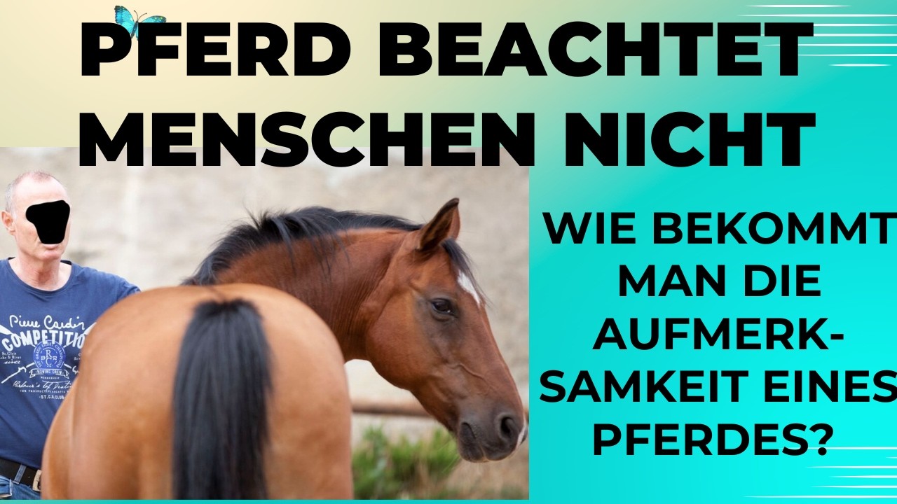 Pferd beachtet den Menschen nicht, Pferd ist abwesend - Inspirationsnachmittag Teil 3