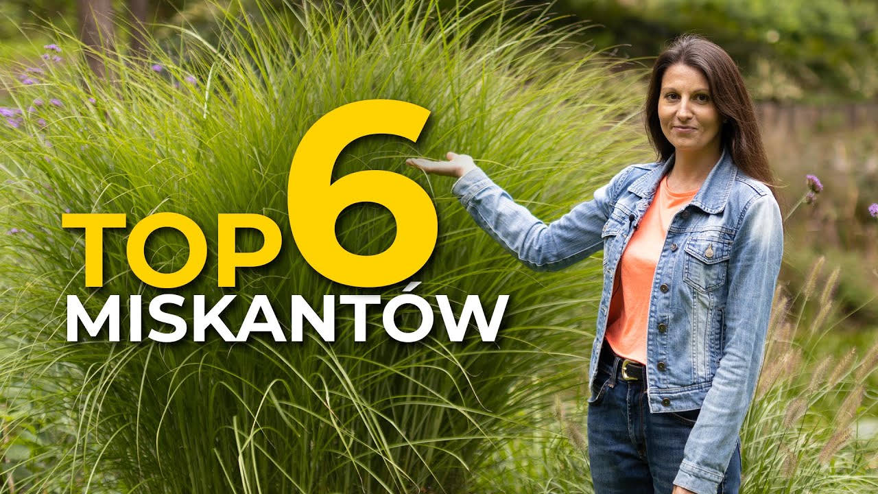 Top 6 miskantów chińskich, które musisz mieć w ogrodzie!
