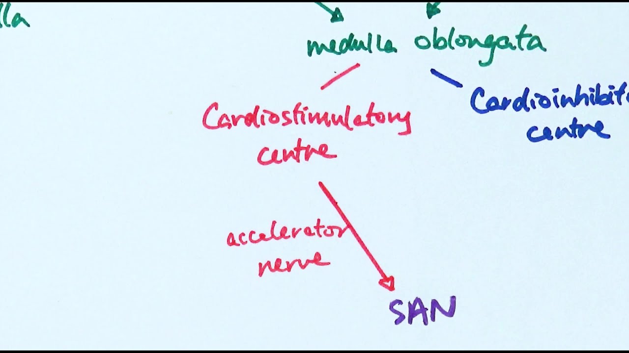 A2 Biology - Controlling heart rate (OCR A Chapter 14.6)