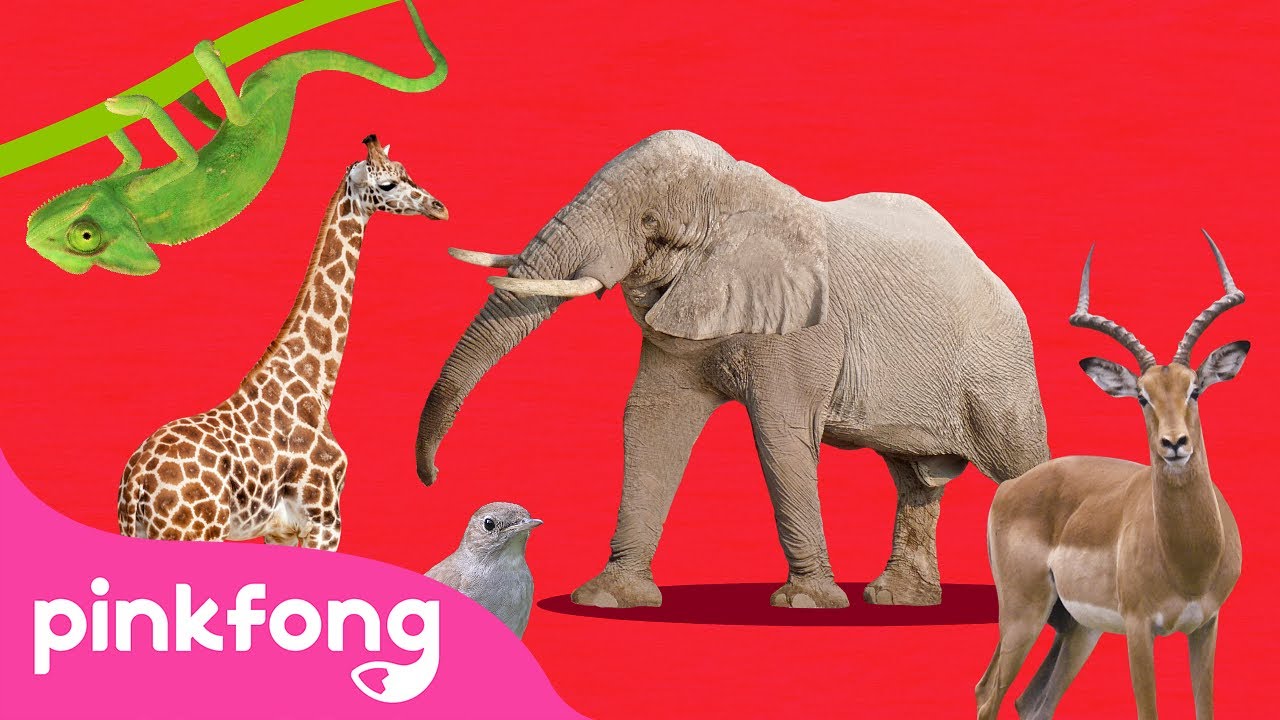 ABC-Tierzug🚂 | Tierlieder | Baby Shark Deutsch | Pinkfong Kinderlieder