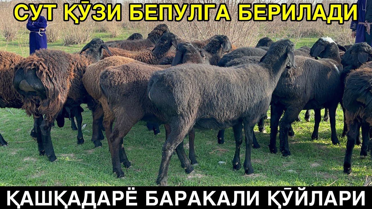 БАРАКАСИ ӮЗИ БИЛАН ☎️+998887183737