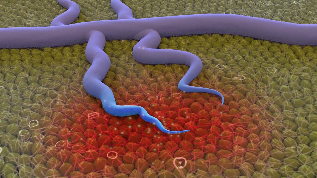 Endothelial migration and differentiation