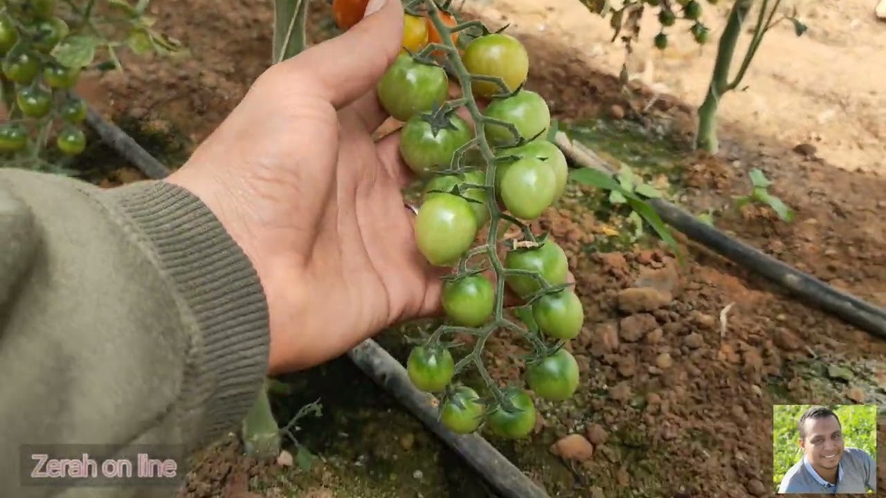 اهم خطوات زراعه طماطم الشيرى بكل سهوله