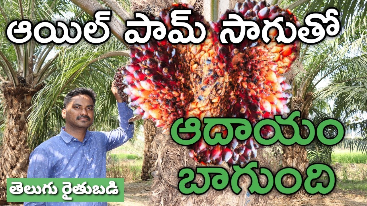 ఆయిల్ పామ్.. తక్కువ పెట్టుబడితో.. 35 ఏండ్లు ఆదాయం |  Palm Oil Farmer Success Story | తెలుగు రైతుబడి