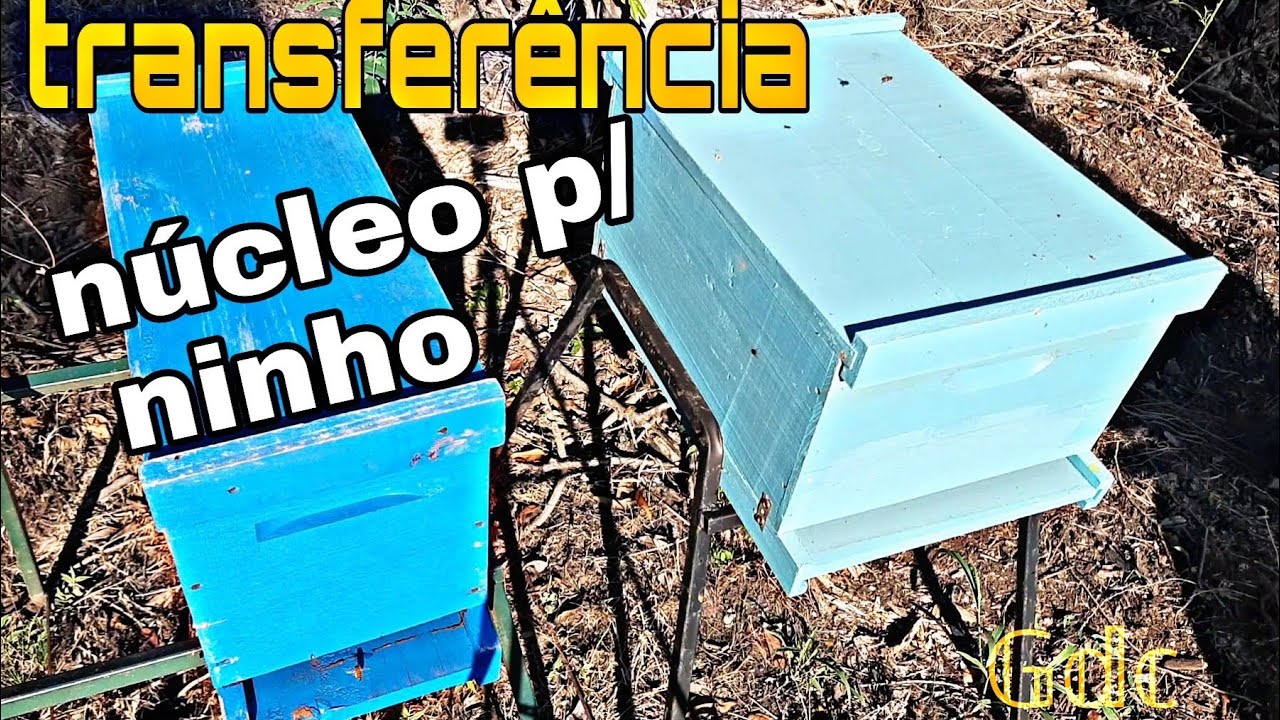✅[COMO FAZER] TRANSFER&Ecirc;NCIA de Abelha do N&Uacute;CLEO para caixa NINHO langstroth #bee #apis #abelha