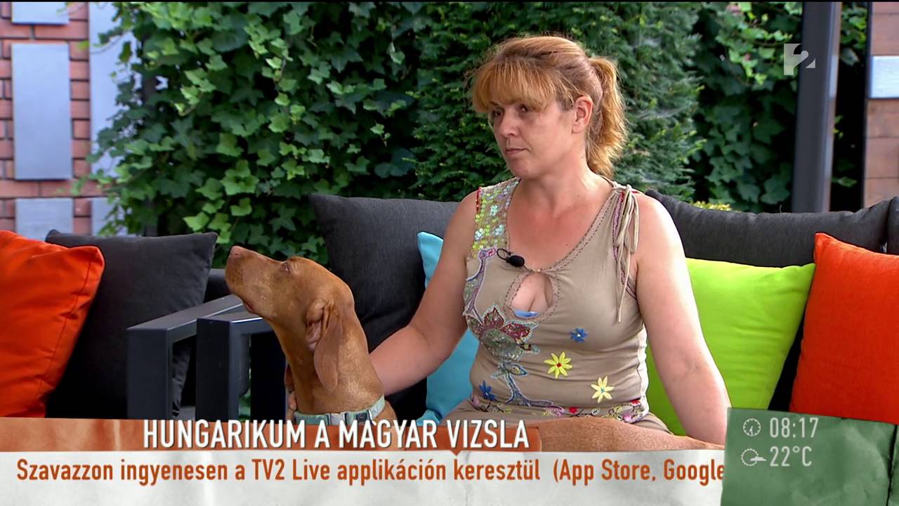 ˝Világsztár˝ lett a magyar vizsla - tv2.hu/mokka