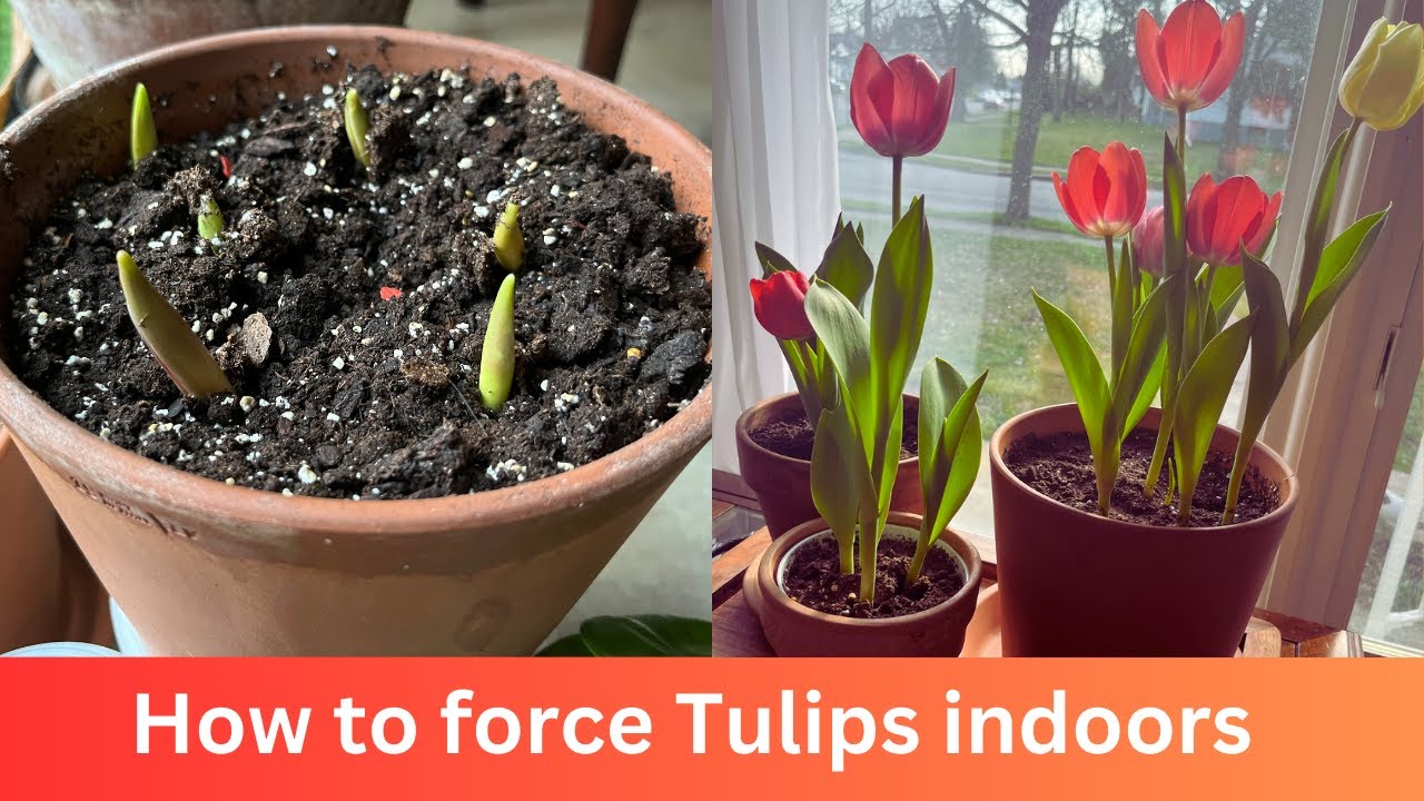 Forcing Tulip Bulbs to Bloom Indoors🌷💐💕
