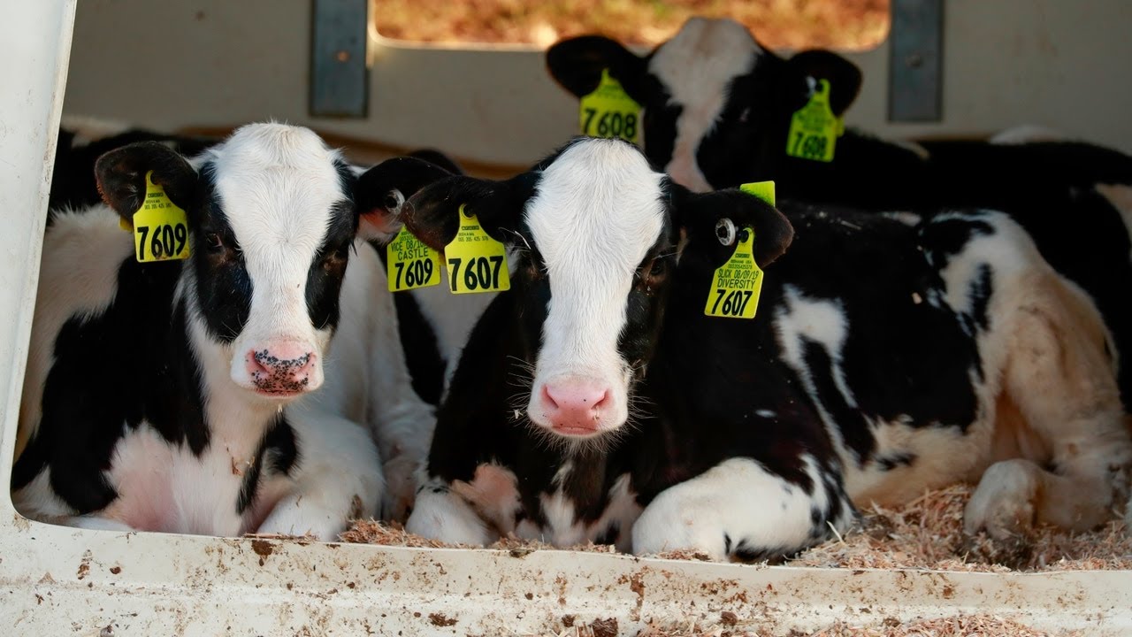 New dairy code of conduct is 'by farmers, for farmers': Agriculture Minister