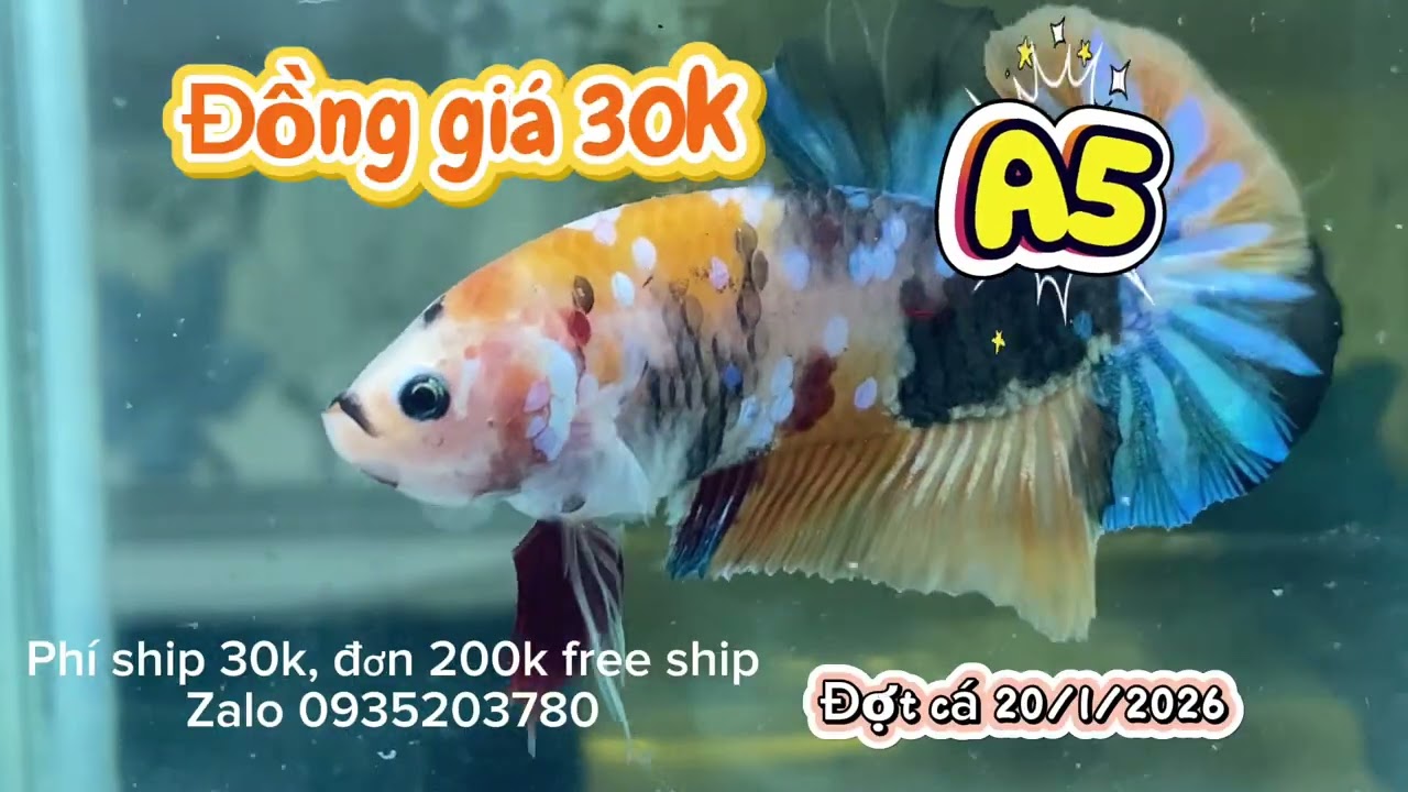 Đợt cá đồng giá 30k ,20/01/2026