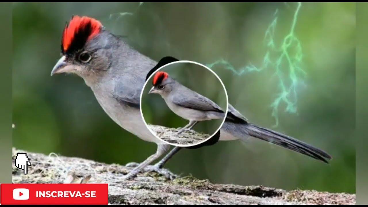 CANTO GALO DA SERRA PRA ENSINAR E ESQUENTAR