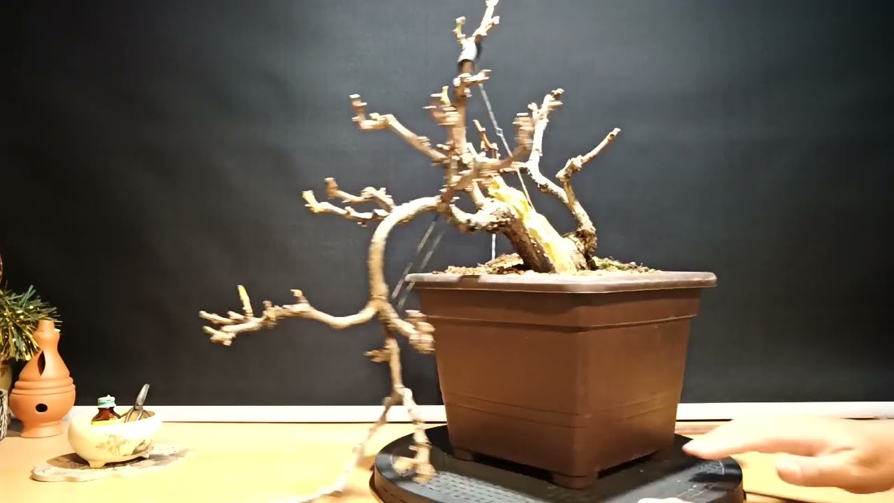 Bonsai una Parra Vid segundo trabajo alambrado y modelado