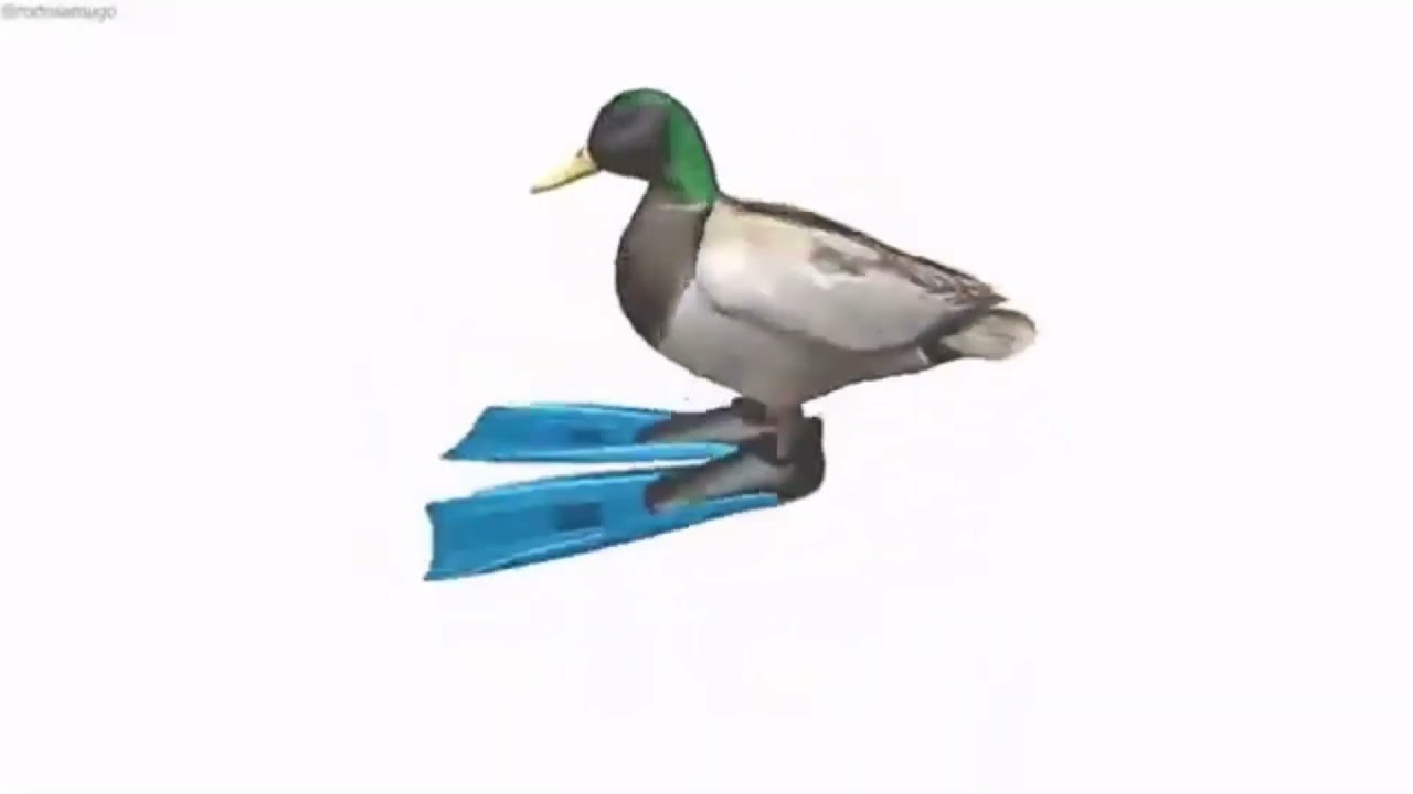 Cuack cuak