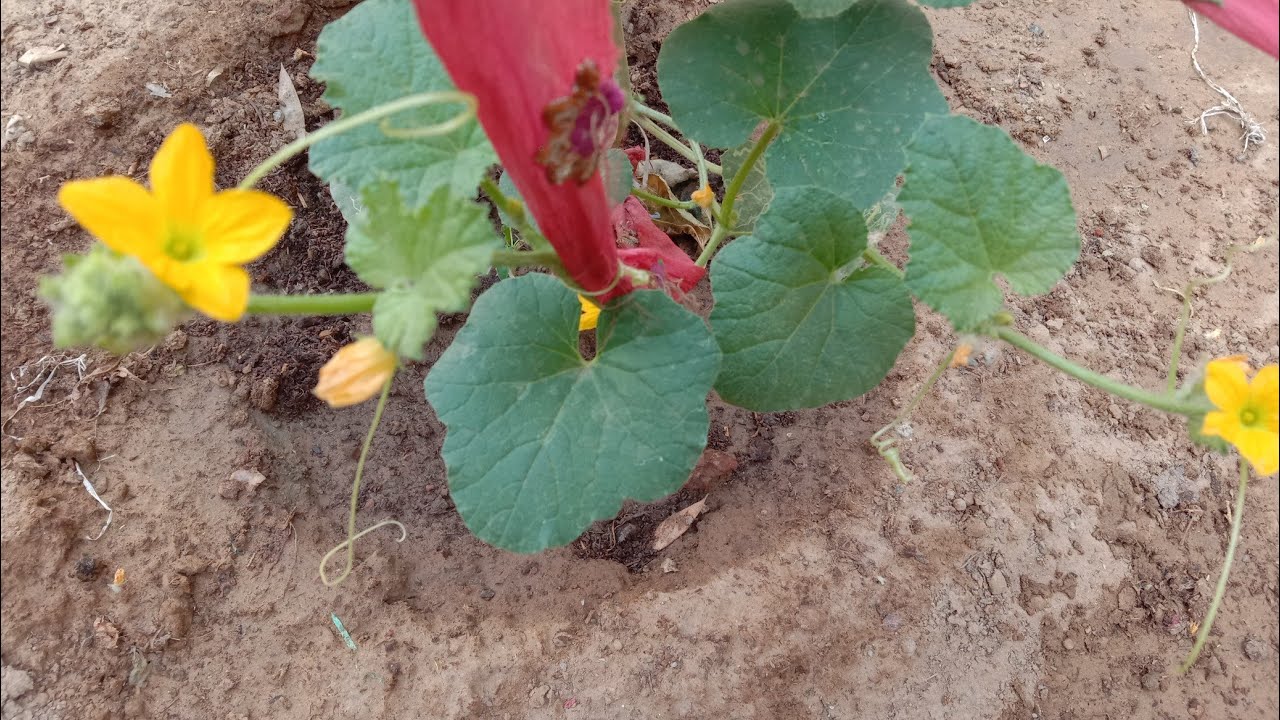 All Vegetable Plant Update from Home gardening1