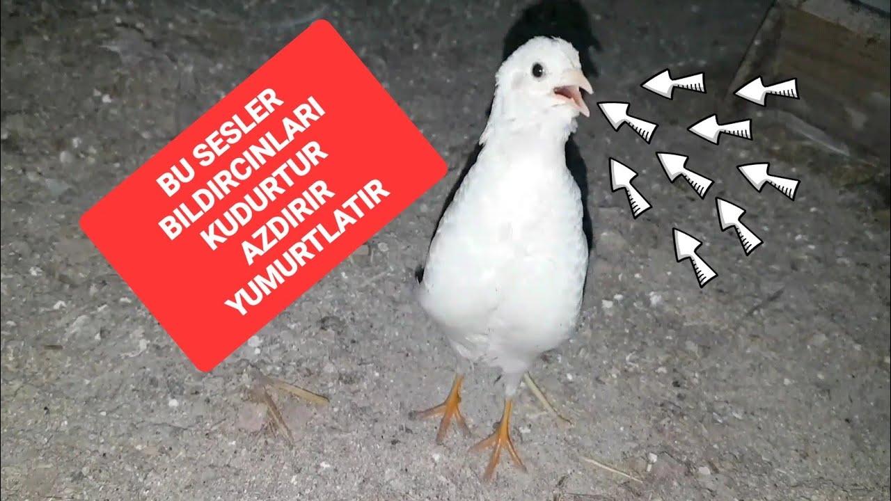 ÇİN BILDIRCIN NASIL AZDIRILIR KIZGINLAŞTIRILIR ? BILDIRCIN NASIL YUMURTLATILIR ?  #bıldırcınsesi