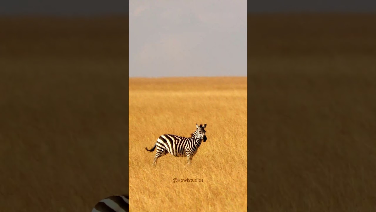 Zebra Running in African Savanna #zebra #africa #running #savannah #field #nature #wildlife HA49734