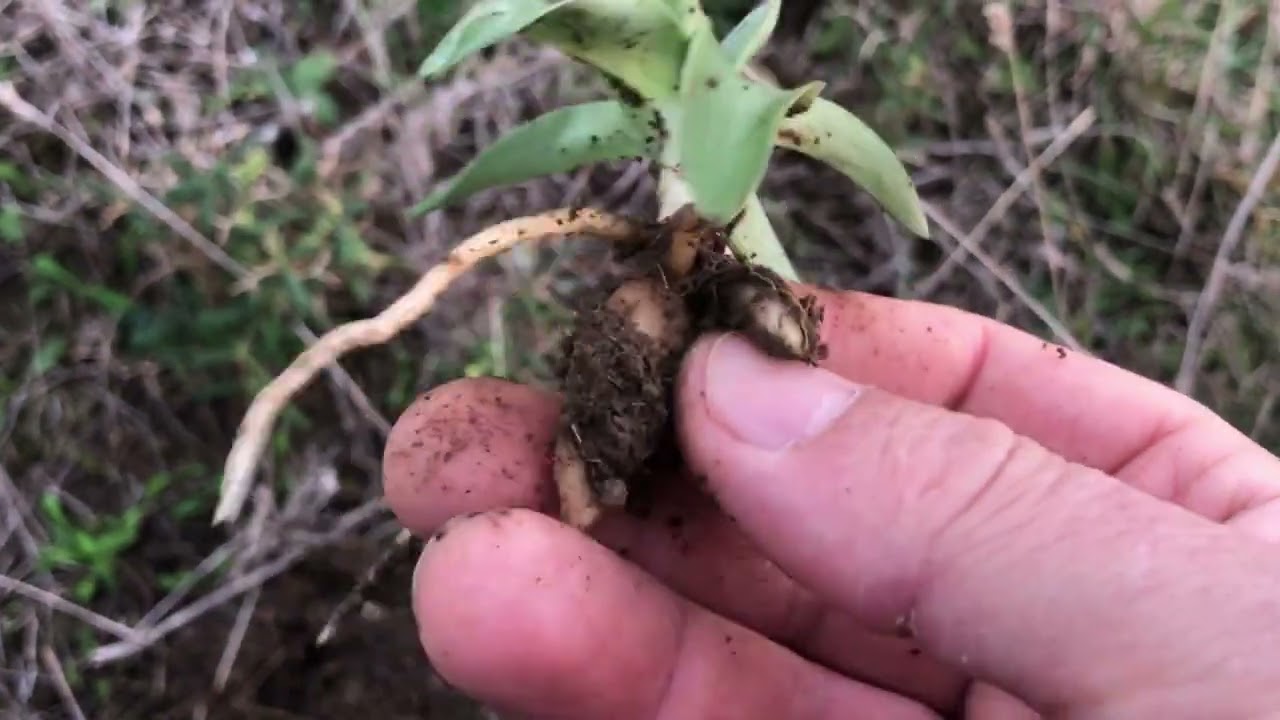 Doğada Bir Salep T&uuml;r&uuml; Gelişimi Aslanağzı Kelebek Orkidesi Orchis papilionecea