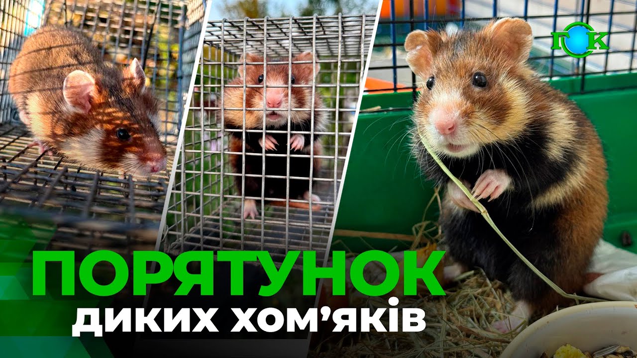 Як у Горішніх Плавнях рятують диких хом’яків гуманним способом?
