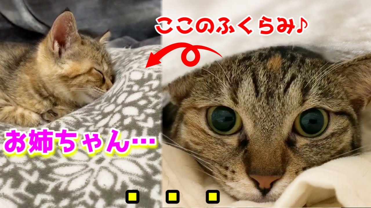 お姉ちゃん猫がシーツになっちゃった？！驚きの後そばで寝ていく子猫 Cute kitten nestling over sheets
