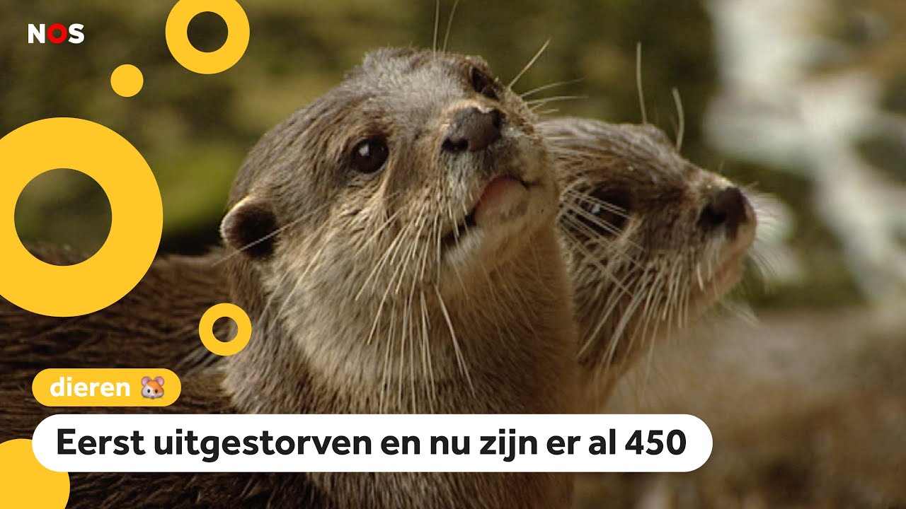 Het gaat goed met de otter in Nederland