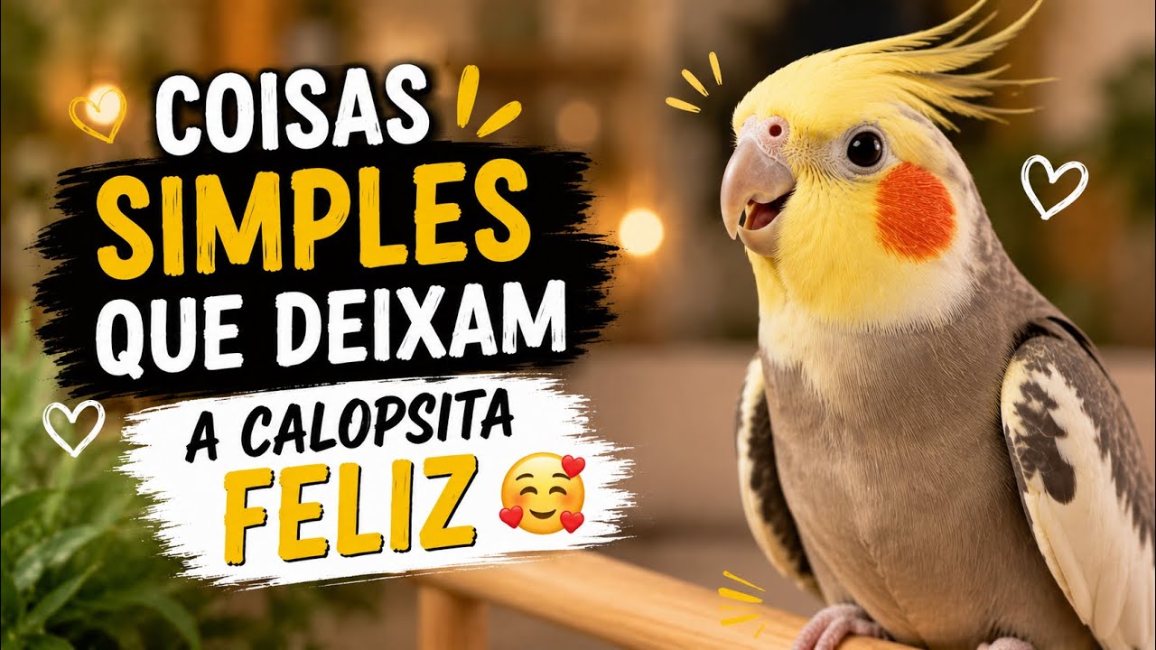 COISAS SIMPLES QUE DEIXAM A CALOPSITA FELIZ 🥰