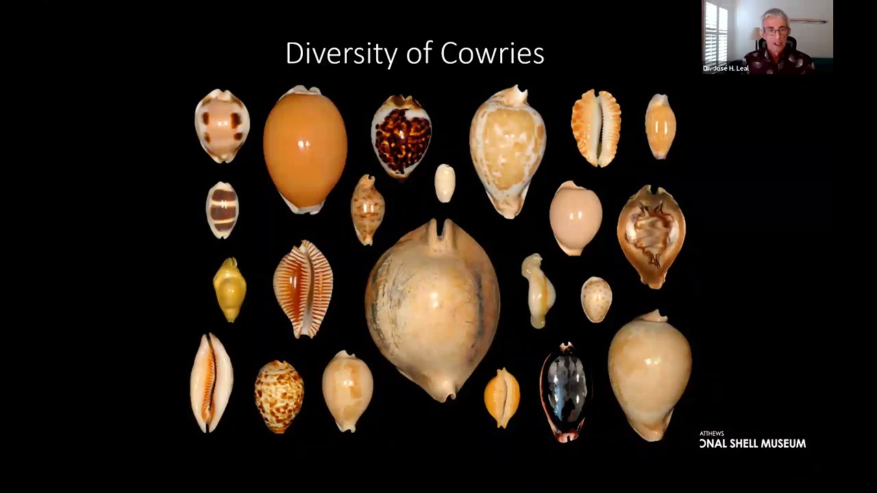 The Charisma of Cowries