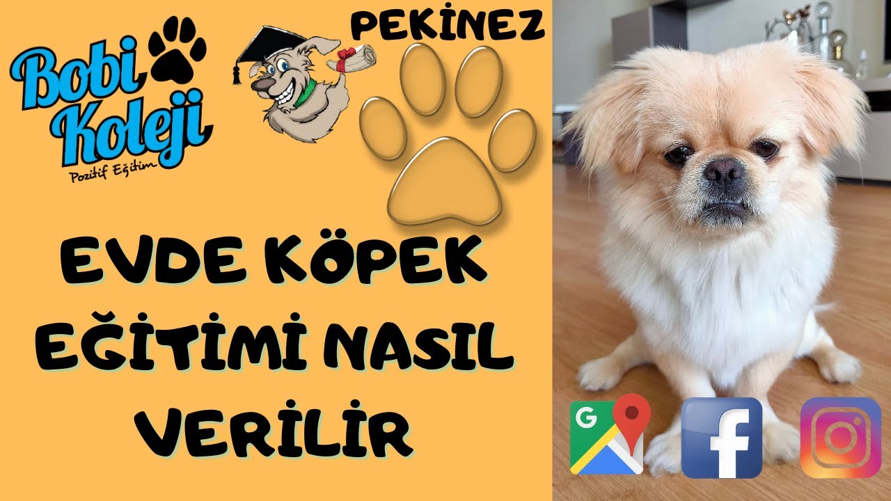 Evde köpek eğitimi ile İnanılmaz başarı yakaladı. İzmir köpek eğitimi Pekinez.