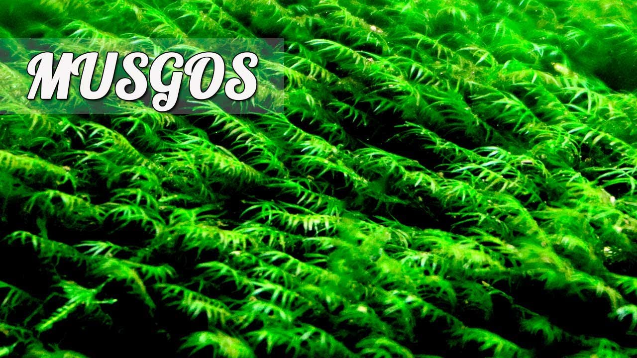 MUSGO para ACUARIO. Tipos de MUSGOS.