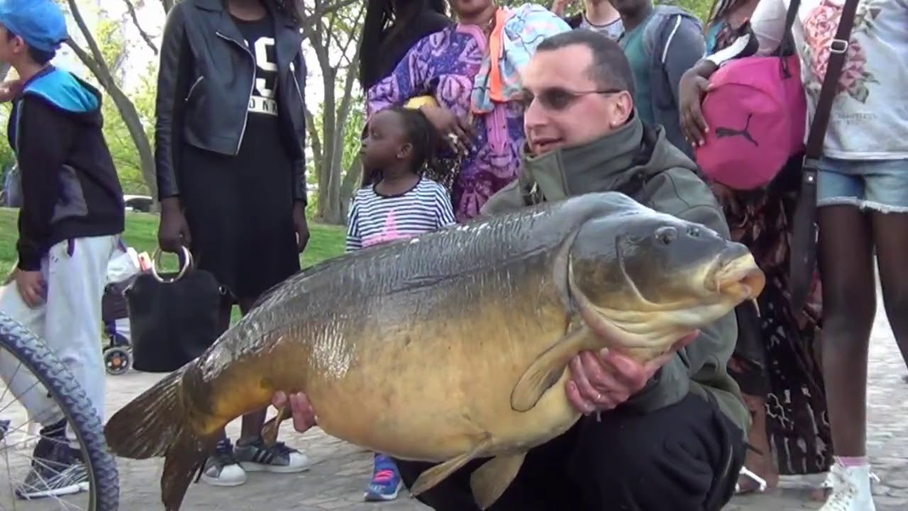 URBAN CARP FISHING 2