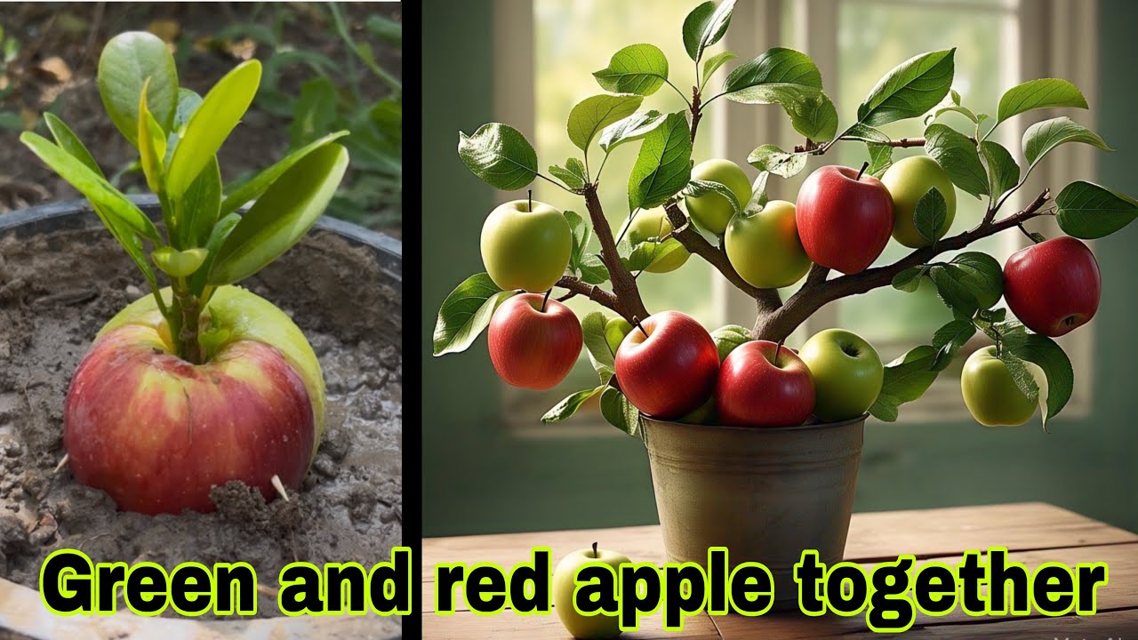 Hybrid Apple Tree: Red & Green Apples on the Same Plant | unique and helpful ideas |