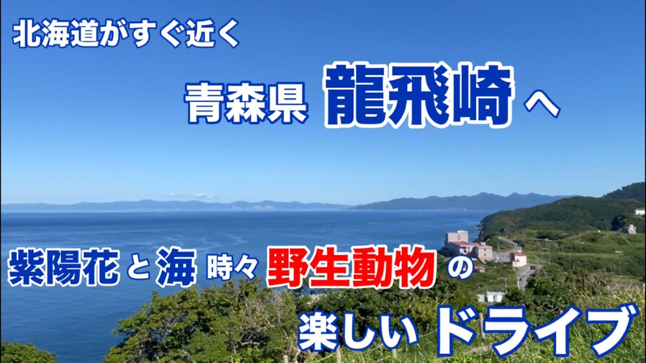 【紫陽花に海 時々 野生動物 の楽しいドライブ♪】青森県 龍飛崎