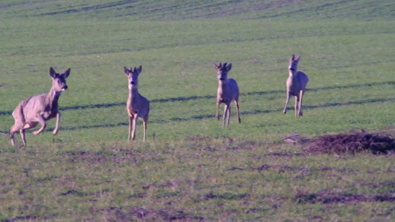 Roedeers with Pentax SMC M* 300mm f4 + K 16 2X converter
