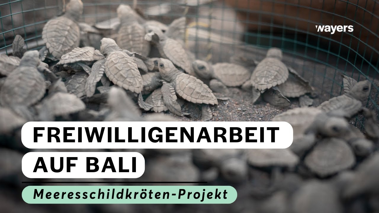 Meeresschildkrötenprojekt auf Bali | Nusa Penida | Freiwilligenarbeit Bali