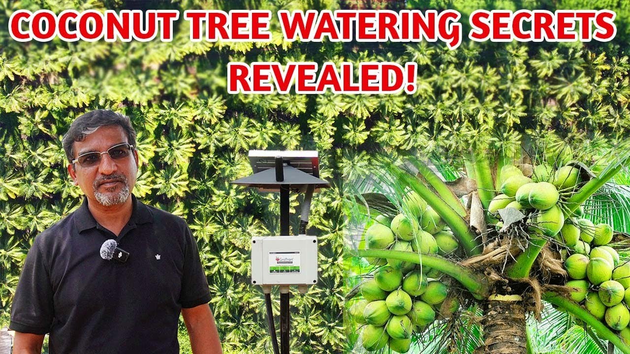 Coconut Tree Watering Secrets Revealed | Precision Coconut Farming | Country Farmss | Farmagain
